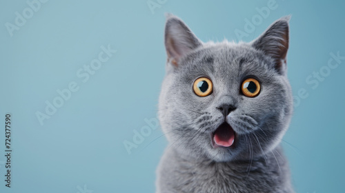 Close up blue British short hair cat head with shocking face and wide open eyes. Frighten or surprised cat when look at something. Shock or surprise animal concept.