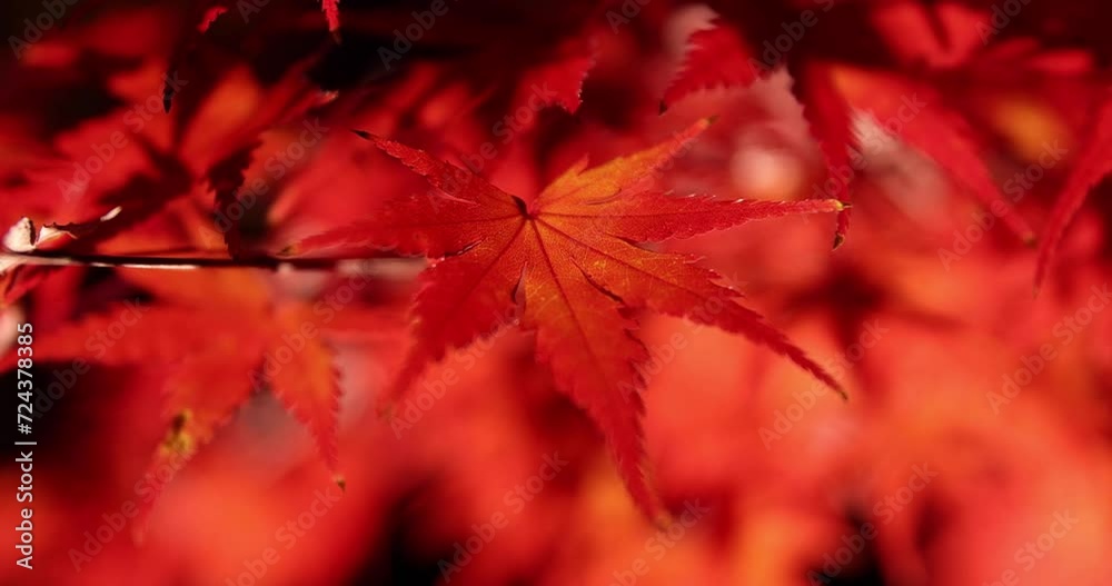 An illuminated red leaves at the traditional garden at night in autumn close up An illuminated red leaves at the traditional garden at night in autumn close up