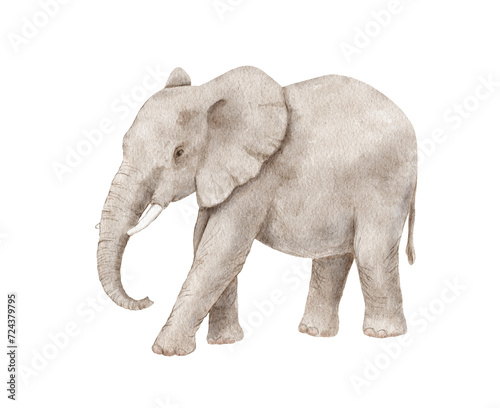 Watercolor realistic elephant isolated on white background.