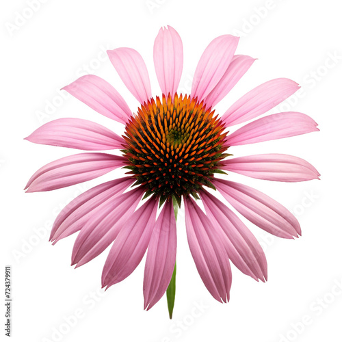 Echinacea flower isolated on transparent background