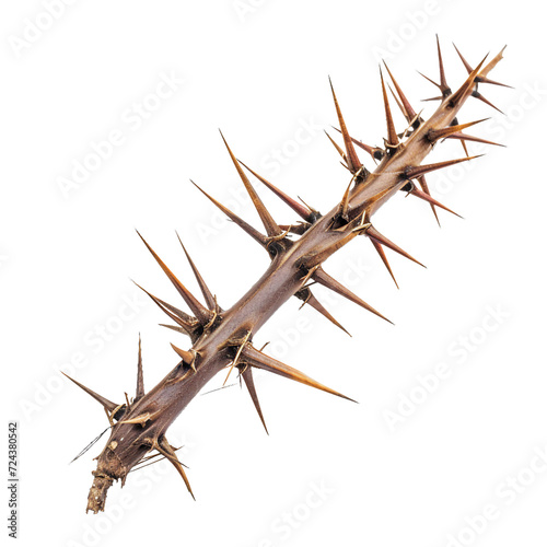 Spike, isolated PNG object photo