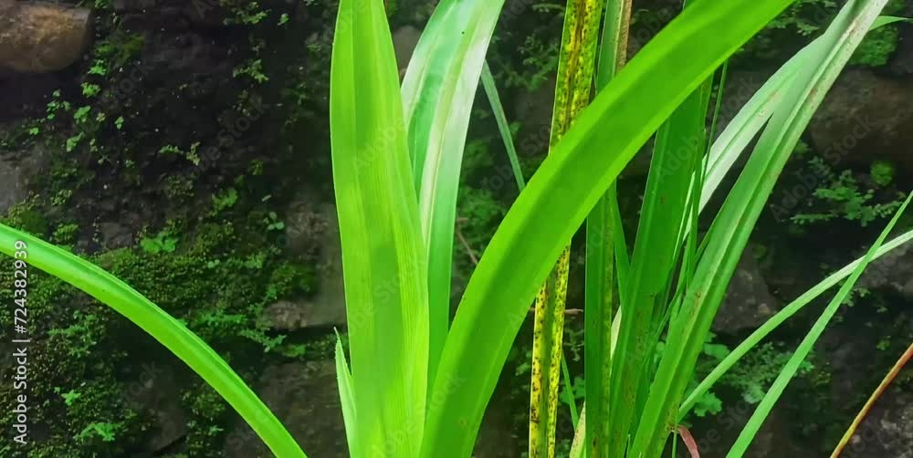 Pandan leaf plants are commonly used for natural food flavoring Pandan leaf plants are commonly used for natural food flavoring