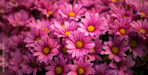 chrysanthemum flowers  pink and white tulips  flowers in the garden  an image of bright pink flowers in bloom in the park