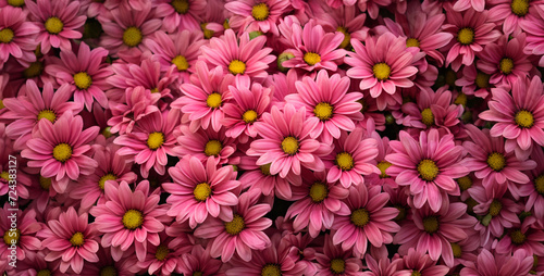 pink and white tulips  flowers in the garden  an image of bright pink flowers in bloom in the park