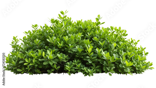 Versatile shrub PNG file on a white background. Ideal for graphic designers seeking a clear, high-quality botanical element.