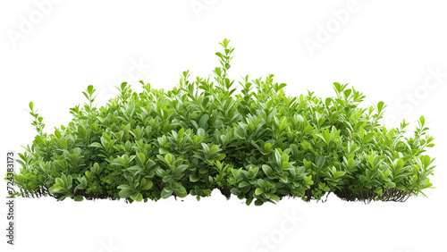 Clean and vibrant shrub isolated on white for easy integration. Download the PNG file for a clutter-free and professional look. photo