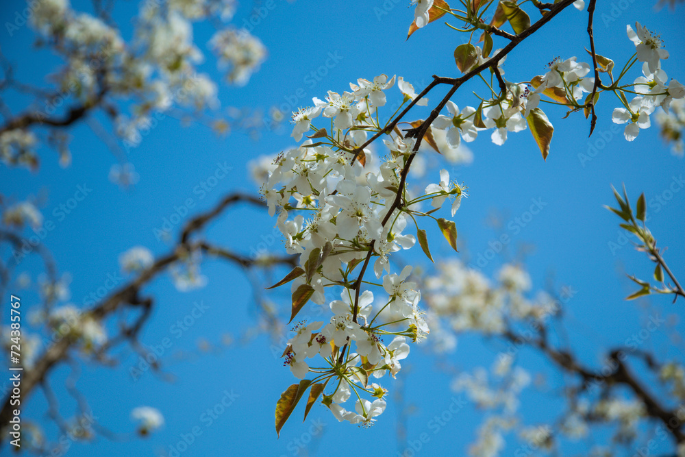 Shichuan Ancient Pear Garden, Gaolan County, Lanzhou City, Gansu Province - Close-up of white pear blossoms Shichuan Ancient Pear Garden, Gaolan County, Lanzhou City, Gansu Province - Close-up of white pear blossoms