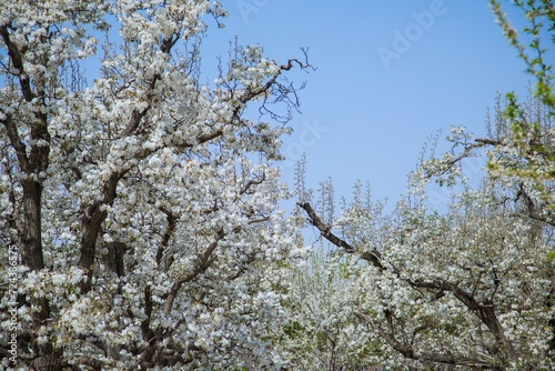 Shichuan Ancient Pear Garden, Gaolan County, Lanzhou City, Gansu Province - Close-up of white pear blossoms photo