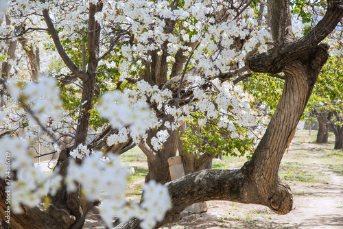 Shichuan Ancient Pear Garden, Gaolan County, Lanzhou City, Gansu Province - Close-up of white pear blossoms photo