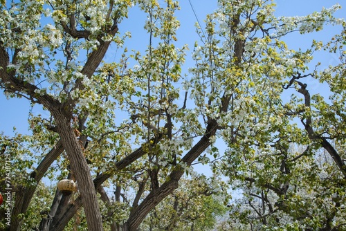 Shichuan Ancient Pear Garden, Gaolan County, Lanzhou City, Gansu Province - Close-up of white pear blossoms photo