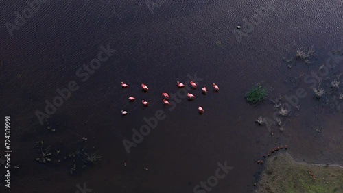 Vibrant pink white flamingos feed in dark mudflat water, aerial orbit photo