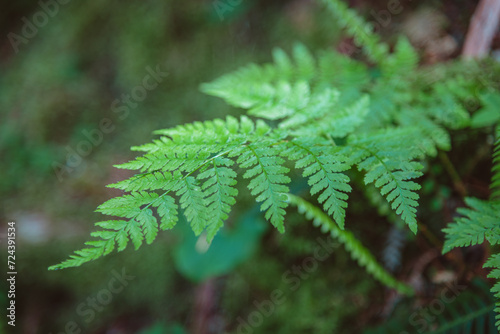 fern leaves