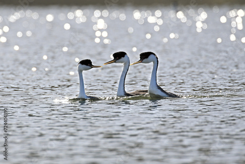 Three Western Grebes in the Pond photo