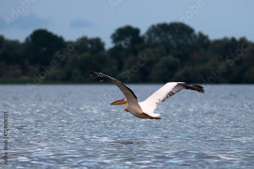 Great White Pelican  Pelecanidae  in the Danube Delta  Romania