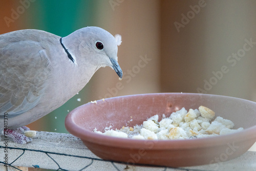 Streptopelia decaocto - Tórtola turca Pájaro alimentándose en un comedero de ciudad casero. photo