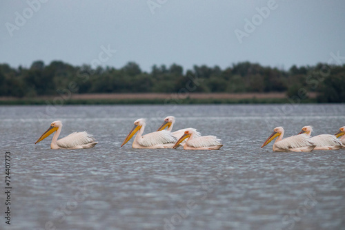 Great White Pelican (Pelecanidae) in the Danube Delta, Romania