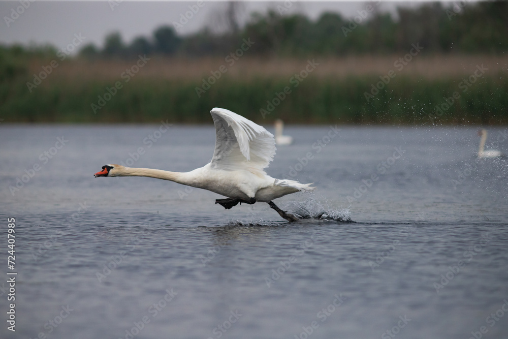 Fototapeta premium The Mute swan, Cygnus olor is a species of swan and a member of the waterfowl family Anatidae.