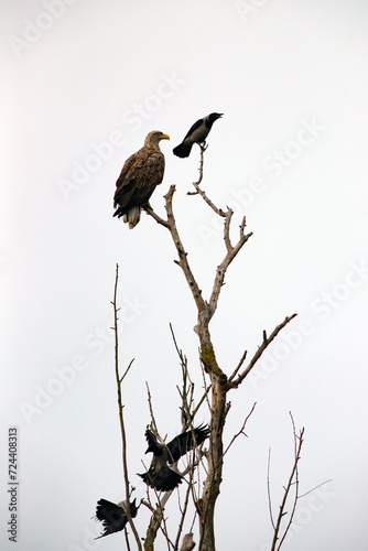 The white-tailed eagle (Haliaeetus albicilla)