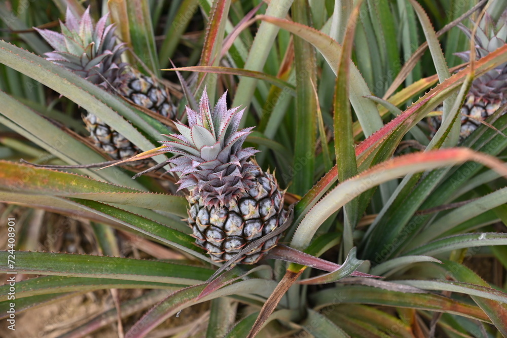 pineapple in fram pineapple in fram