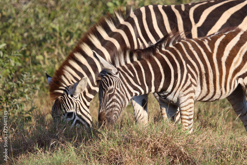 Steppenzebra / Burchell's zebra / Equus quagga burchellii.