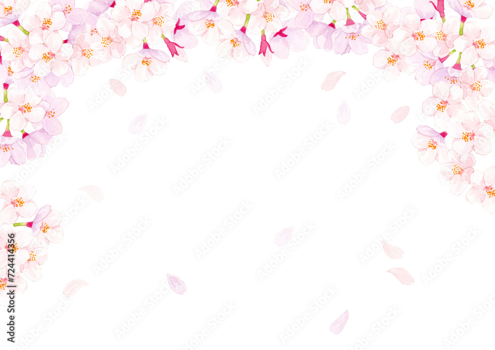桜　水彩イラスト　