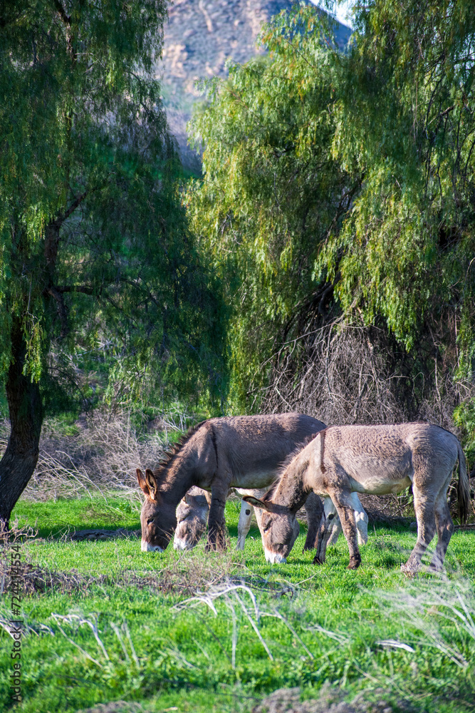 Fototapeta premium horse in the woods