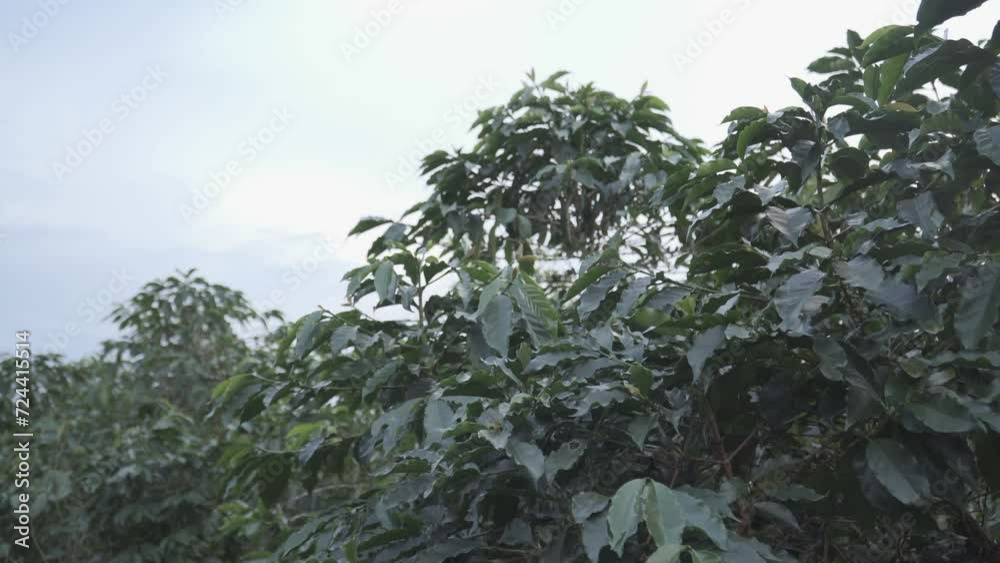 Coffee trees waving by the wind in Indonesia shot in evening on a farm located at Pargambiran, Sumbul, Dairi, North Sumatra. Coffee trees waving by the wind in Indonesia shot in evening on a farm located at Pargambiran, Sumbul, Dairi, North Sumatra.