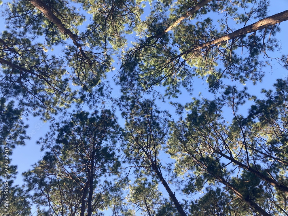 Fototapeta premium big tall branches of green pine trees against the bright blue sky in full-frame, shot from worm eye view