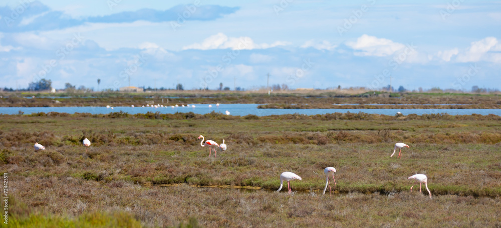 Flamingos in wetland of Ebro river Delta in springtime. Natural Park in Tarragona, Spain..