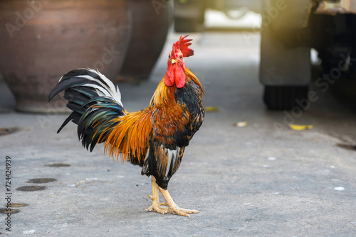 Safe zone for chicken stray. A rooster who lives happily in the temple of Thailand. © Panupong