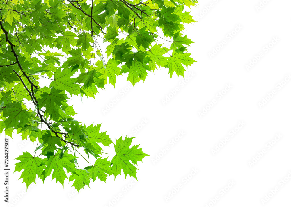 green maple leaves branches of tree on corner of picture PNG transparent file green maple leaves branches of tree on corner of picture PNG transparent file