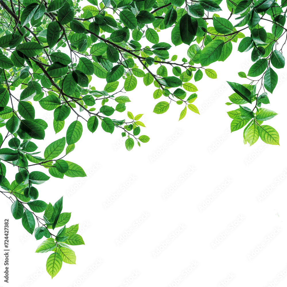 green leaves branches of tree on corner of picture PNG transparent file 