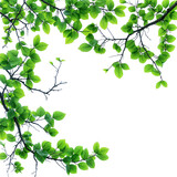 green leaves branches of tree on corner of picture PNG transparent file 