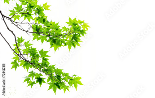 green maple leaves branches of tree on corner of picture PNG transparent file 