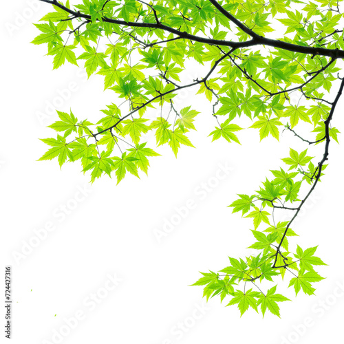 green maple leaves branches of tree on corner of picture PNG transparent file 