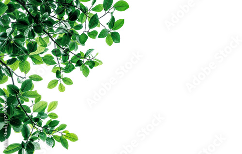green leaves branches of tree on corner of picture PNG transparent file 