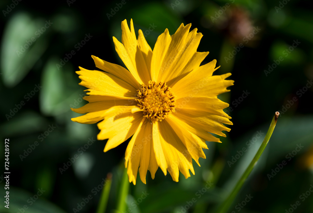 Detail of the yellow flower of the Coreopsis plant. Detail of the yellow flower of the Coreopsis plant.