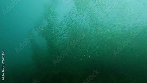 Moalboal, Philippines: Underwater footage of the famous Moalboal sardines run in slow motion in the Cebu island in the Visayas in the central Philippines. Shot in slow motion photo