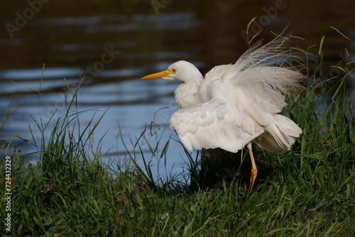Intermediate Egret