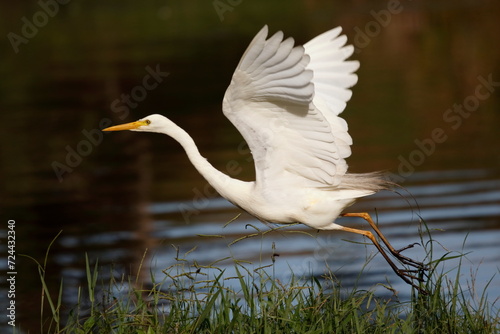 Intermediate Egret
