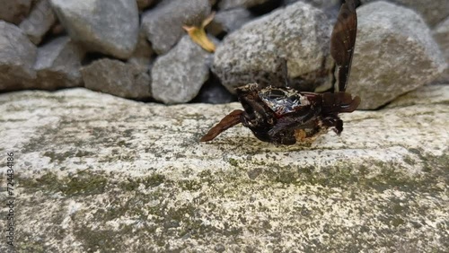 Dead black beetle on the ground