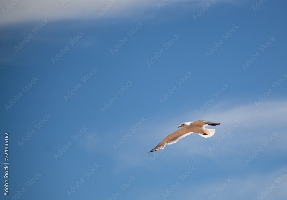 Obraz premium A bird in flight over the water