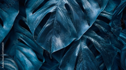 close up of wavy dry Monstera leaves textured background, macro, cold tones.