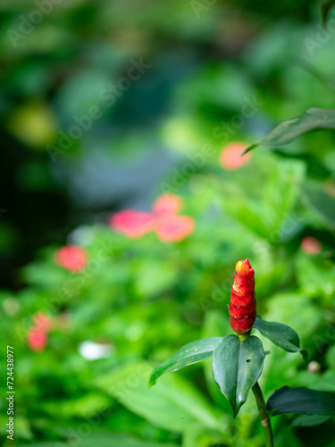 Red Button Ginger plant, in a lush foliage garden.