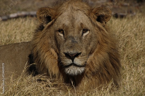 Fototapeta Naklejka Na Ścianę i Meble -  male lion in africa staring at camera