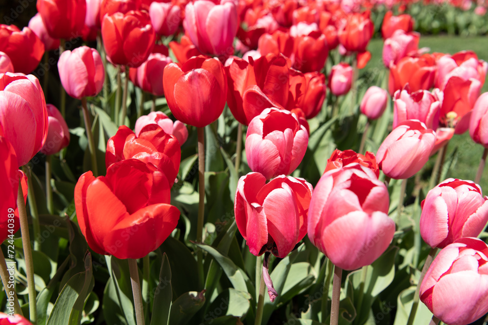 Tulip field background. Flower of tulip. Flowering nature closeup. Macro of flowering tulip. Tulip flower at flowerbed. Natural flower plant. Flora nature. Bright blooming flower in nature