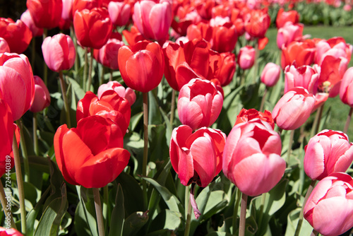 Tulip field background. Flower of tulip. Flowering nature closeup. Macro of flowering tulip. Tulip flower at flowerbed. Natural flower plant. Flora nature. Bright blooming flower in nature