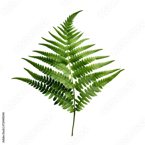 Fern flower isolated on transparent background