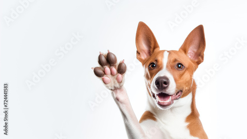 Happy cute brown and white basenji dog smiling and giving a high five isolated on white background.   © BlazingDesigns