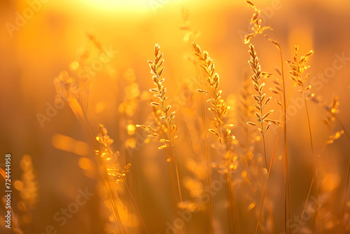 Close up of grass seed in the meadow at sunset